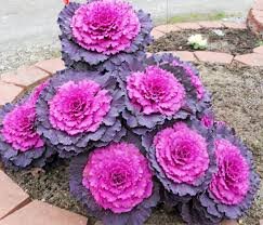 Ornamental Kale